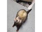 Adopt Bam Bam a Ferret