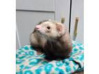 Adopt George and Bear a Ferret