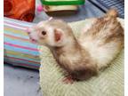 Adopt Joseph a Ferret