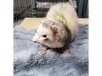 Adopt Terrence a Ferret