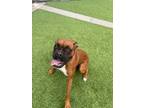 Adopt Delano a Boxer, Mixed Breed