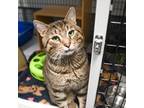 Adopt Heath a Domestic Short Hair