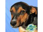 Adopt Adrian a Mixed Breed