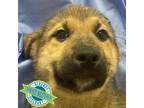 Adopt 71748 a Mixed Breed