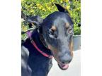 Adopt Teddy a Doberman Pinscher