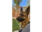 Adopt HANSEL a German Shepherd Dog