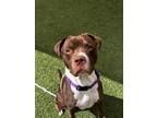 Adopt FLYNN a Pit Bull Terrier, Mixed Breed