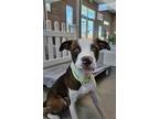 Adopt RICKY a Pit Bull Terrier