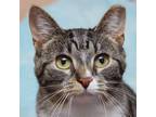 Adopt Tigger a Domestic Short Hair