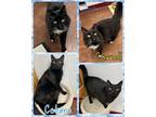 Adopt Cobane and Cornell - BONDED PAIR a Domestic Short Hair