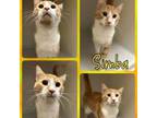 Adopt Simba a Domestic Short Hair