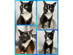 Adopt Clyde a Tuxedo