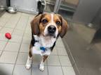 Adopt Ranger a Beagle