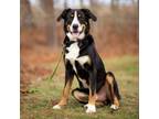 Adopt Copper a Bernese Mountain Dog, Border Collie