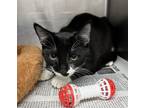 Adopt Magic a Domestic Short Hair