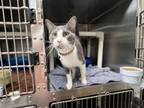 Adopt Buzz a Domestic Short Hair