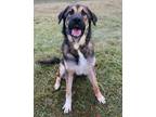 Adopt Kian a German Shepherd Dog, Mixed Breed