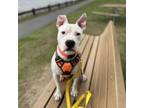 Adopt Franklin a Pit Bull Terrier
