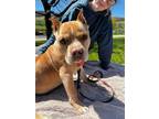 Adopt Toad a Mixed Breed