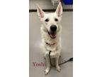 Adopt Yoshi. H10 AVAILABLE a White German Shepherd