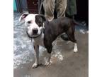 Adopt Jetson #117 a Pit Bull Terrier