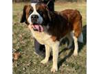 Adopt SINCLAIR a Saint Bernard