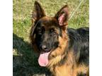 Adopt SID a German Shepherd Dog