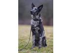 Adopt Milo a Australian Shepherd, German Shepherd Dog