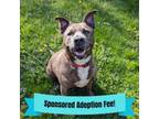 Adopt Roscoe a Pit Bull Terrier