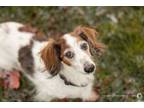 Adopt Princeton a Miniature Dachshund