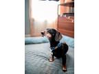 Adopt Frankie a Miniature Dachshund