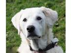 Adopt Marley a Labrador Retriever