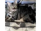 Adopt King Kong a Domestic Short Hair