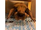 Adopt Caramel a Holland Lop