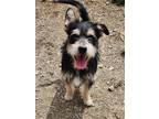 Adopt Bandit a Schnauzer