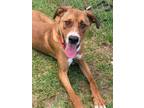 Adopt Ricardo a Boxer, Labrador Retriever