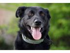Adopt Peter a Labrador Retriever, German Shepherd Dog
