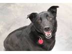 Adopt Bear a Australian Kelpie