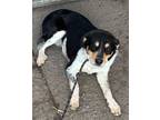 Adopt Amos a Rottweiler, Australian Cattle Dog / Blue Heeler