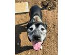 Adopt Reece a Shepherd, American Staffordshire Terrier