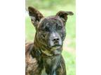 Adopt Wasabi a Shepherd