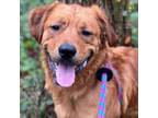 Adopt Bear a Labrador Retriever, Golden Retriever