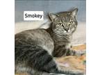 Adopt Smokey a Tabby