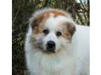 Adopt Morty a Great Pyrenees