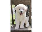 Adopt Frye a Great Pyrenees