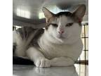 Adopt Gimlet a Domestic Short Hair