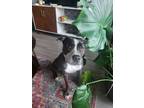 Adopt Daytona a Pit Bull Terrier