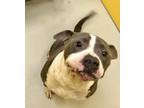 Adopt Louie Armstrong 57623 a Pit Bull Terrier