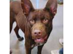 Adopt King Tut 58034 a Australian Kelpie, Australian Cattle Dog / Blue Heeler