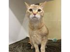 Adopt Leo a Domestic Short Hair